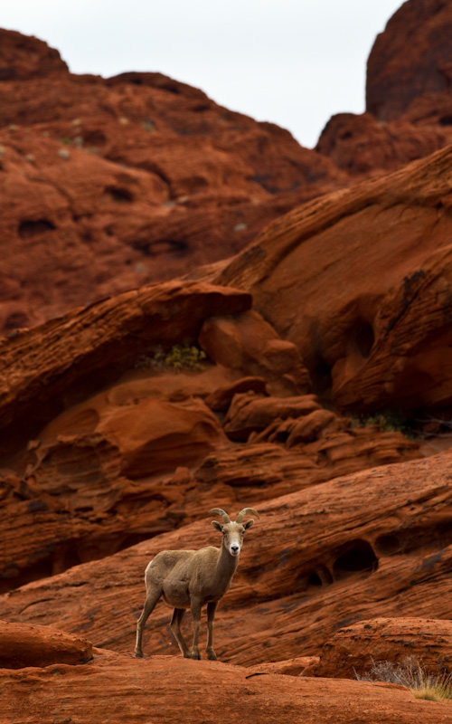 Bighorn On Slickrock